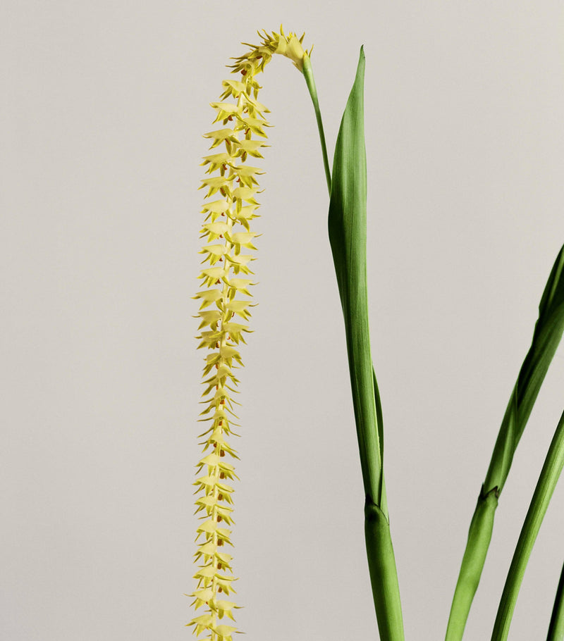LOEWE Small Dendrochilum Orchid Scented Candle, UK version
