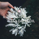 Cetaphil Brightening Healthy Radiance Night Cream 50g