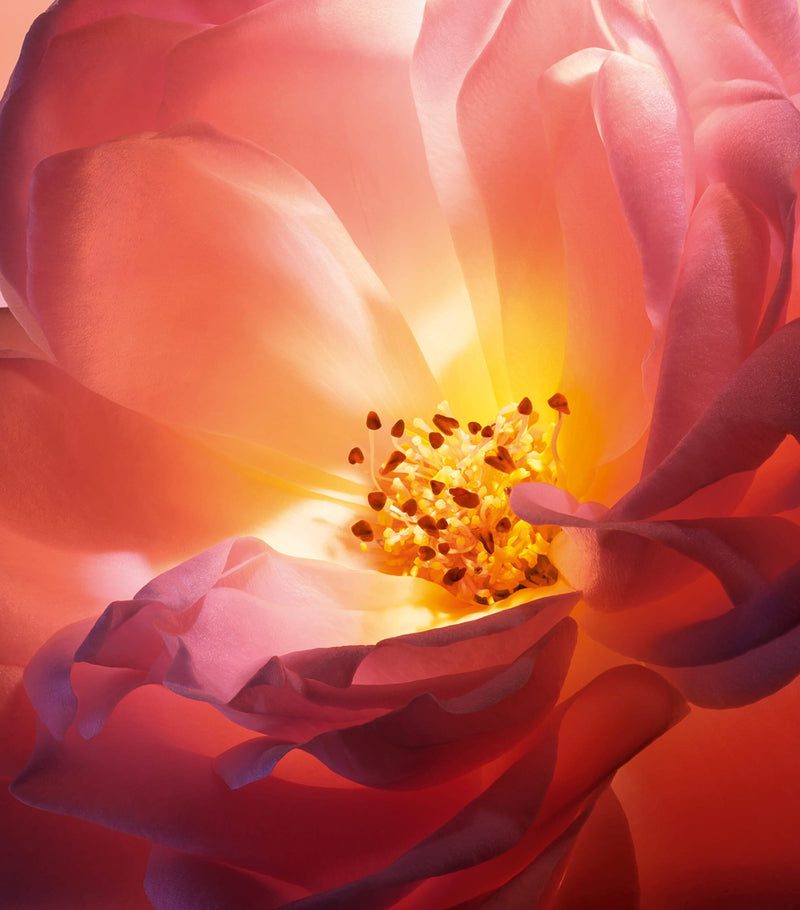 Lancôme Absolue Hot As Rose Eau de Parfum 100ml, UK version