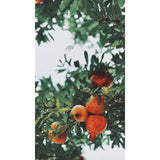 FAIR Pomegranate Liqueur 35cl