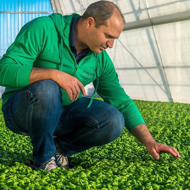 Fresh Pasta Co Pesto Genovese Basil Pesto Sauce 150g