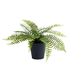 Habitat Medium Plant Fern