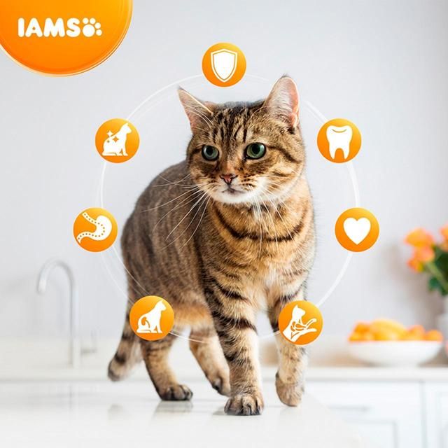 IAMS for Vitality Adult Cat Food With Lamb 800g