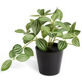 Habitat Artificial Green Small Trailing Plant Indoor Decoration 17cm