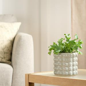 Habitat Stoneware Bobble Medium Planter for Desk Plants, UK version