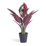 Habitat Artificial Stromanthe Tricolor Plant Indoor Greenery 41 x 41 x 48cm