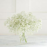 Gypsophila Flowers