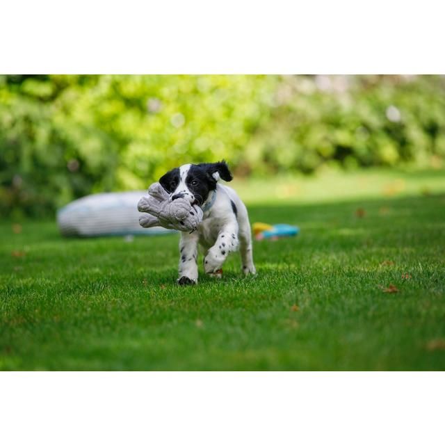 Little Petface Puppy Freddi Cord Dog Toy