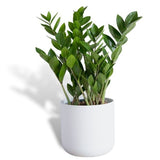 Hello Houseplants ZZ Plant - Pot Size: 17cm - (75cm-85cm Height)