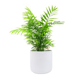 Hello Houseplants Kentia Palm - Pot Size: 17cm-Pot Excluded