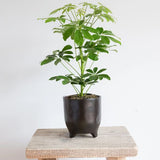 Hello Houseplants Dwarf Umbrella Tree - Pot Size: 13cm