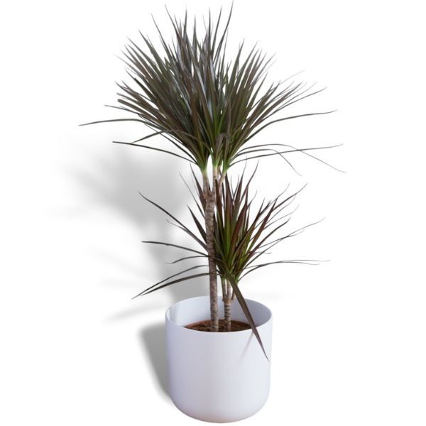 Hello Houseplants Dragon Tree- Pot Size: 12cm - (30cm-50cm Height)