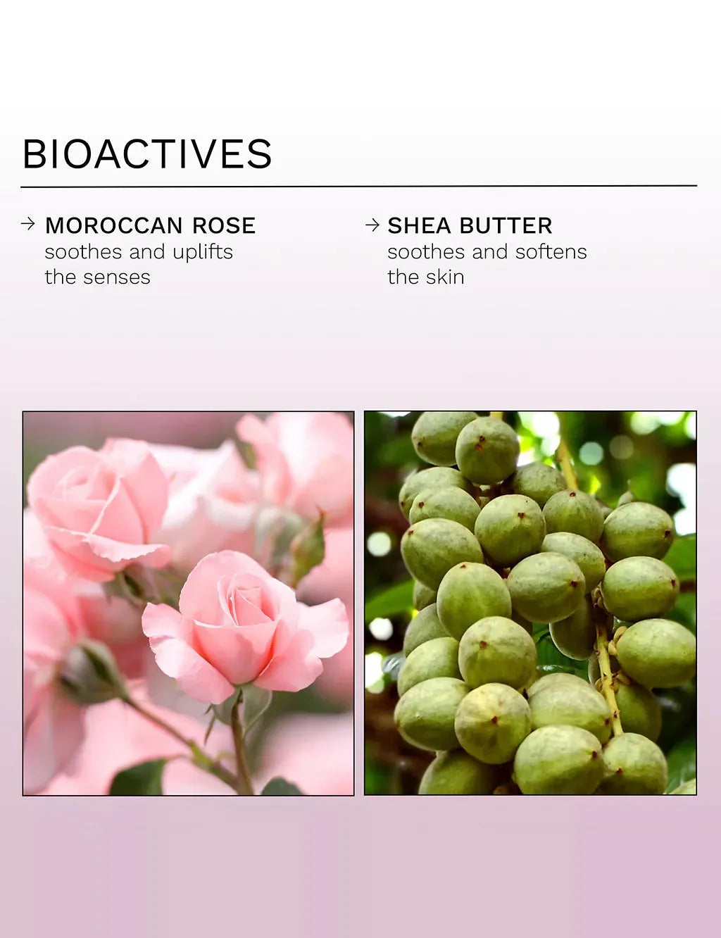 Moroccan rose uplifting body duo