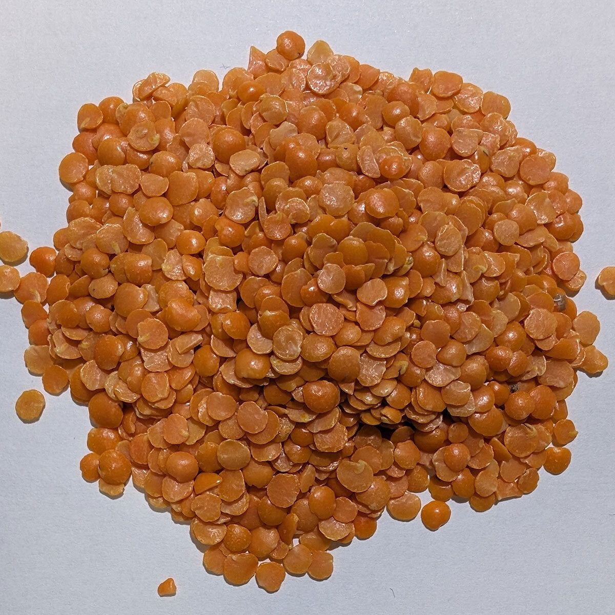 Natco Red Lentils, 5kg