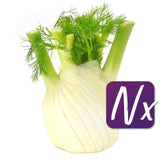 Natoora Italian Large Fennel