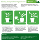 Ocado British Growing Coriander