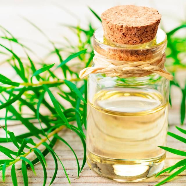 OGX Refreshing Scalp+ Teatree Mint Extra Strength Shampoo 385ml