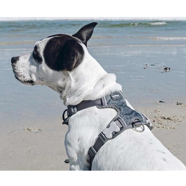 Red Dingo Cool Grey Padded Dog Harness