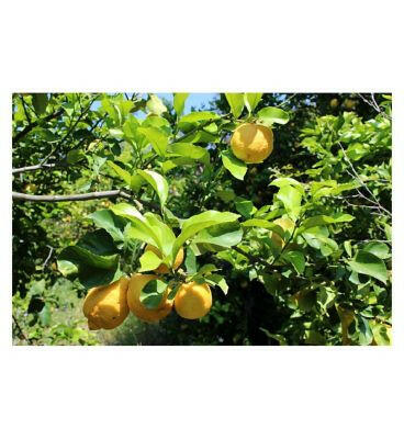 Weleda Citrus Refreshing Body Oil 100ml Make Up & Beauty Accessories Boots