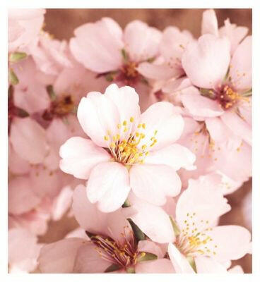 Weleda Sensitive Hand Cream 50ml Make Up & Beauty Accessories Boots