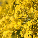 Durance room spray Mimosa in Bloom 100ml - British product