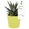 Sainsburys Mini Succulent Plant