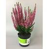 Sainsburys Heather Plant