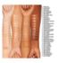 Clinique liquid serum foundation SPF 20 - British product