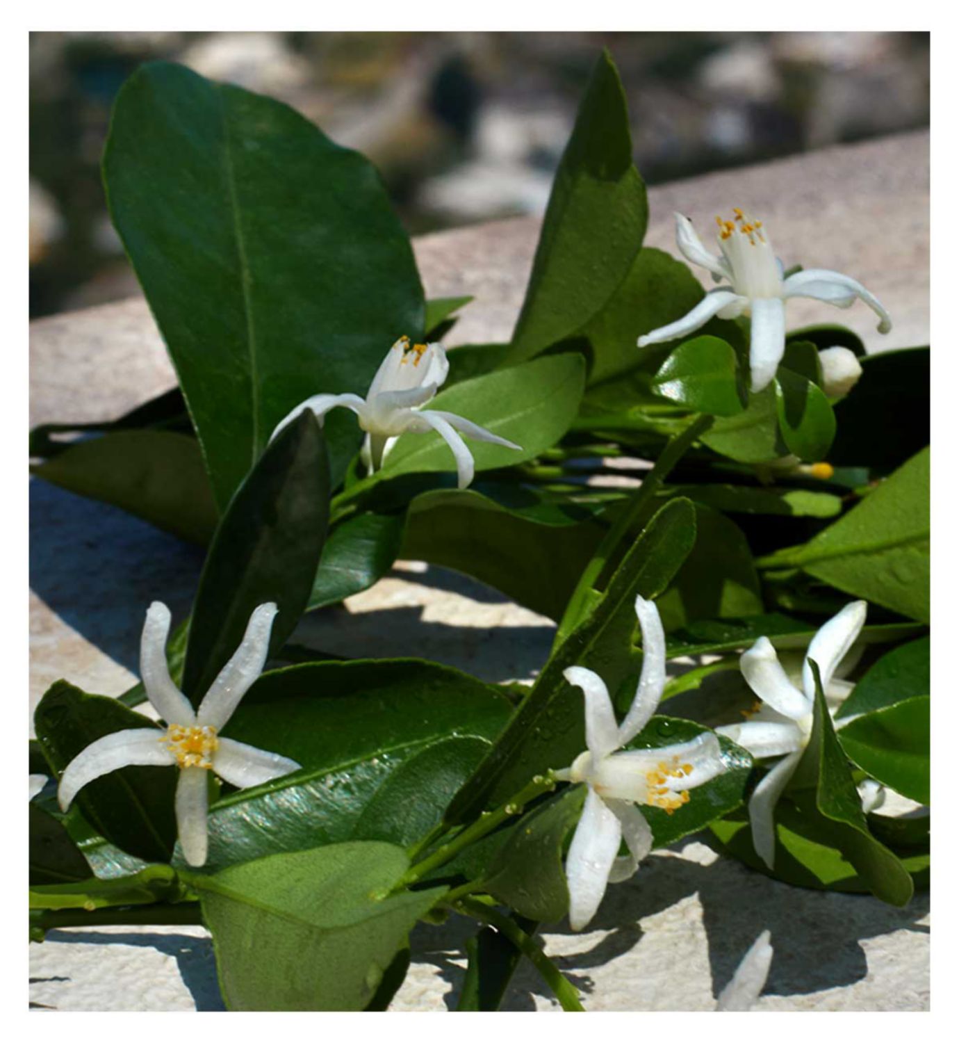 Dolce&Gabbana Devotion Eau de Parfum 30ml - British product