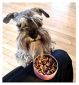 W'ZIS Plant Based Dog Treats Postman Roast 50g (British brand)