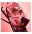 Narciso Rodriguez All Of Me perfume intense 50ml - British product
