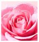 Nuxe micellar water Very Rose Soothing 100ml, imported from the UK