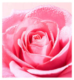 Nuxe Very Rose Face Scrub 75ml, imported from the UK