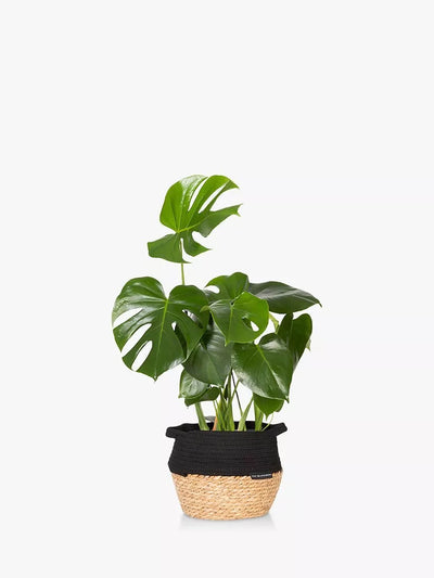 The Little Botanical Monstera Big Belly Basket Indoor Plant with Basket H60 x W36 x D35 cm
