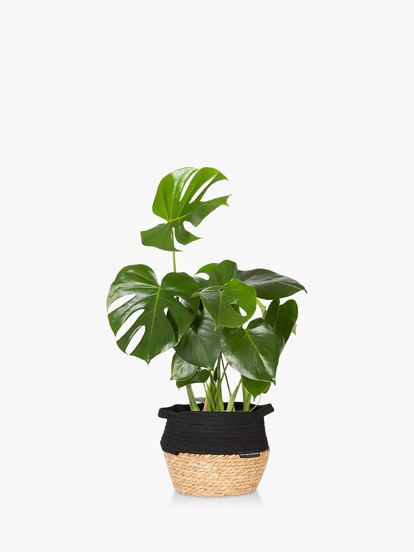 The Little Botanical Monstera Big Belly Basket H60 x W36 x D35 cm, imported from the UK