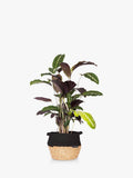 Calathea houseplant with belly basket by The Little Botanical (British brand)