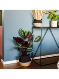 Calathea houseplant with belly basket by The Little Botanical (British brand)
