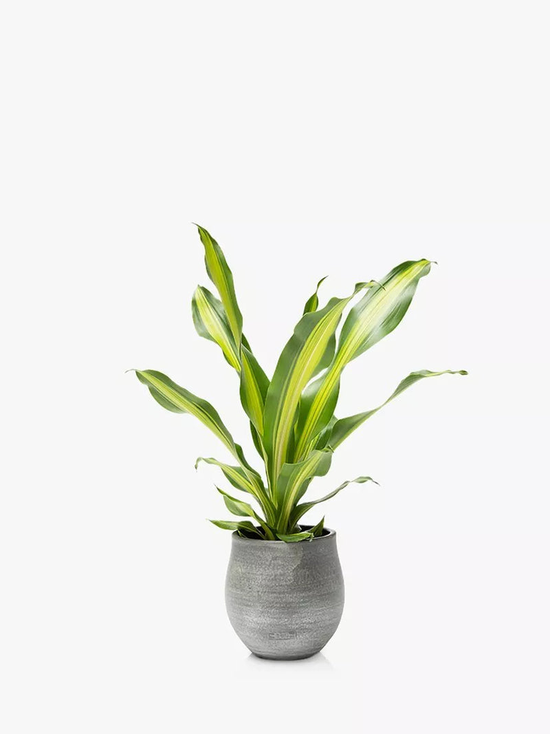 The Little Botanical Dracaena big grey ceramic pot indoor plant (British brand)