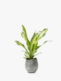 The Little Botanical Dracaena big grey ceramic pot indoor plant (British brand)