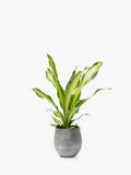 The Little Botanical Dracaena big grey ceramic pot indoor plant (British brand)