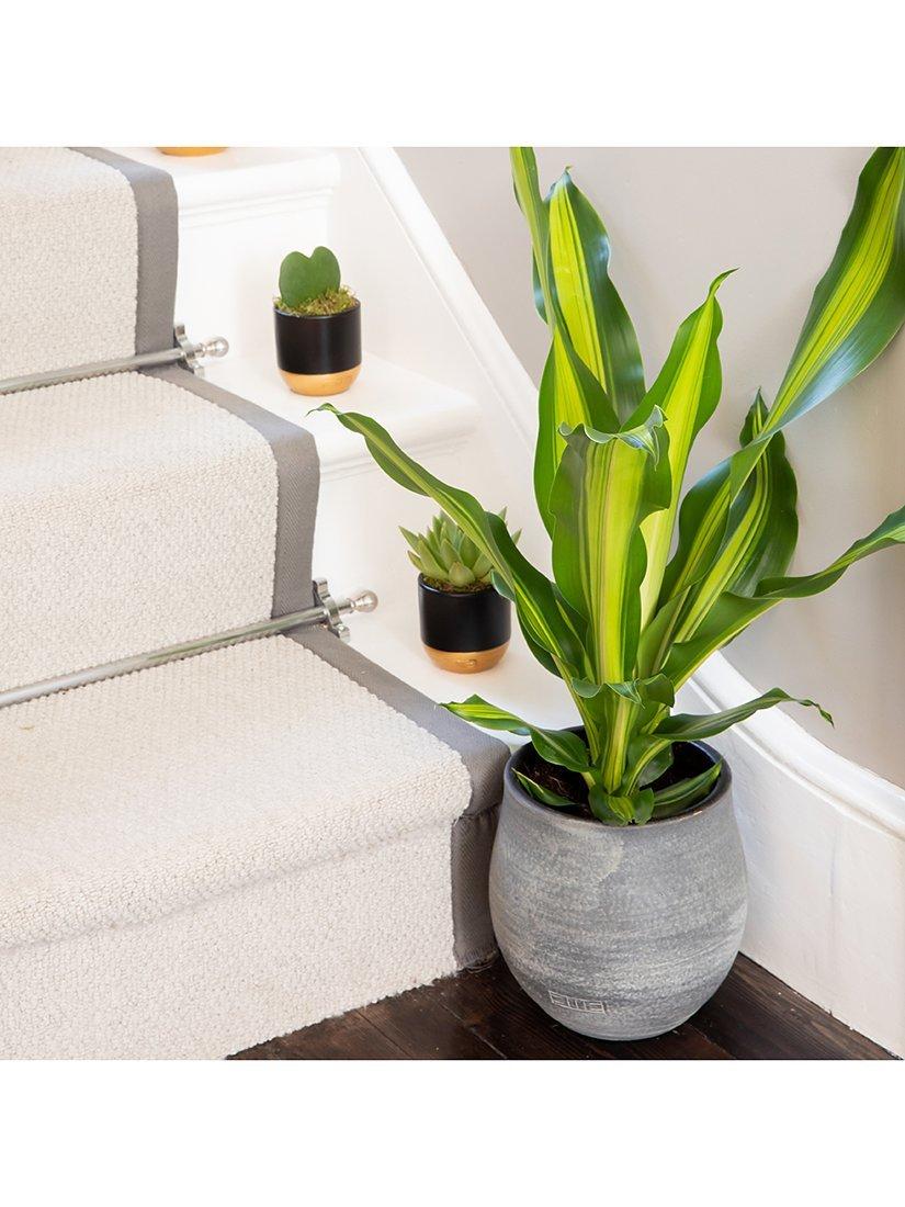 The Little Botanical Dracaena big grey ceramic pot indoor plant (British brand)