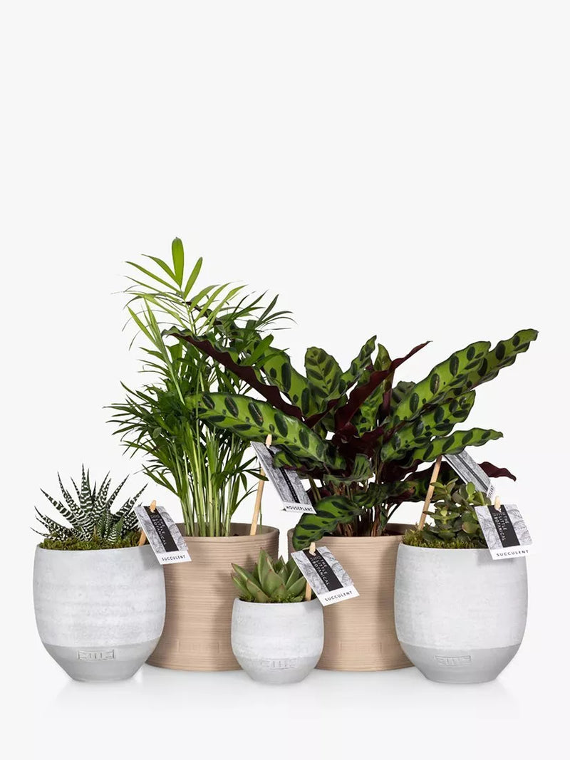 Little Botanical New Home Plant Bundle indoor plants 50x18x17cm (British brand)
