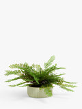 John Lewis artificial fern in green ceramic pot, UK version