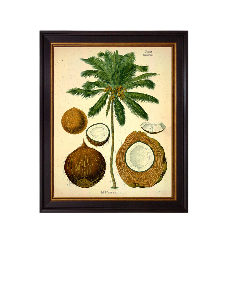 Brookpace Lascelles Coconut Palm framed print, 50 x 40cm - British product