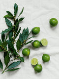 The White Company Lime and Bay Fragrance Oil 15ml (British brand)