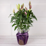 Oriental Lily Flower House Plant, imported from the UK