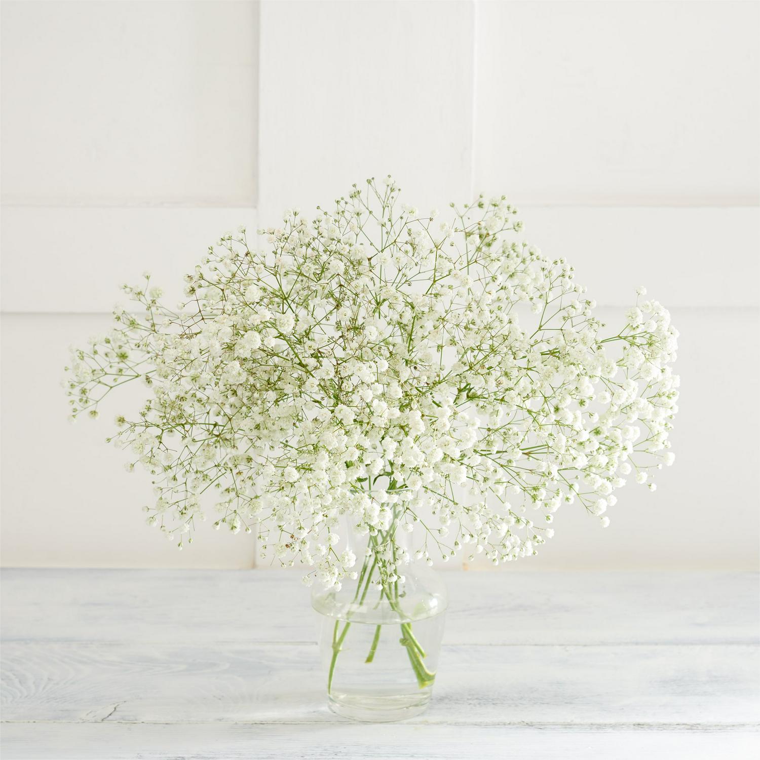 Gypsophila flowers UK version