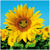 Woodmansterne blank greeting card sunflower image 16.9x16.6cm (British brand)