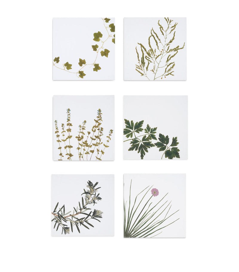 Summerill & Bishop gastronomic herb garden linen napkins 50cm x 50cm (British brand)