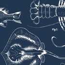 Contour Into The Deep Navy Wallpaper